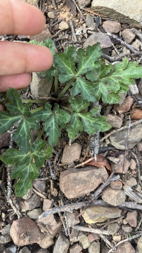 Hoffmann's sanicle (Sanicula hoffmannii)