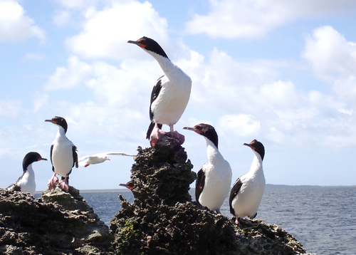 Chatham Shag (Leucocarbo onslowi)