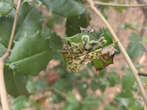 Unknown species found near Winslow Township, NJ, USA