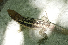 Leiocephalus psammodromus