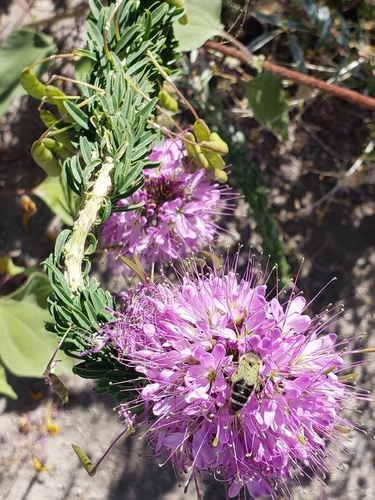 Beeweed (Cleomella serrulata)