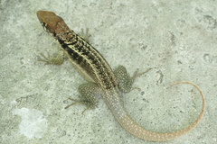 Leiocephalus psammodromus