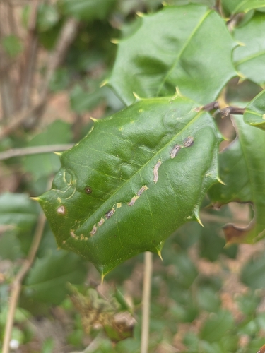 Unknown species found near Winslow Township, NJ, USA