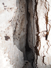 Eleutherodactylus counouspeus