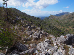 Eleutherodactylus counouspeus