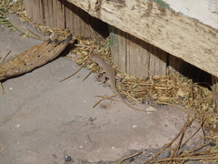 Liolaemus constanzae