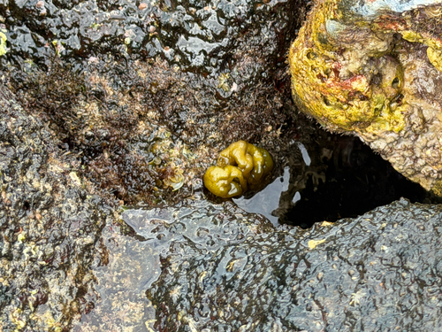 Colpomenia sinuosa observed 2026-03-21