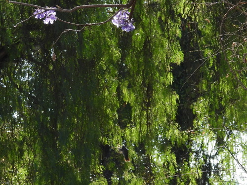 Peruvian Pepper Tree (Schinus molle)