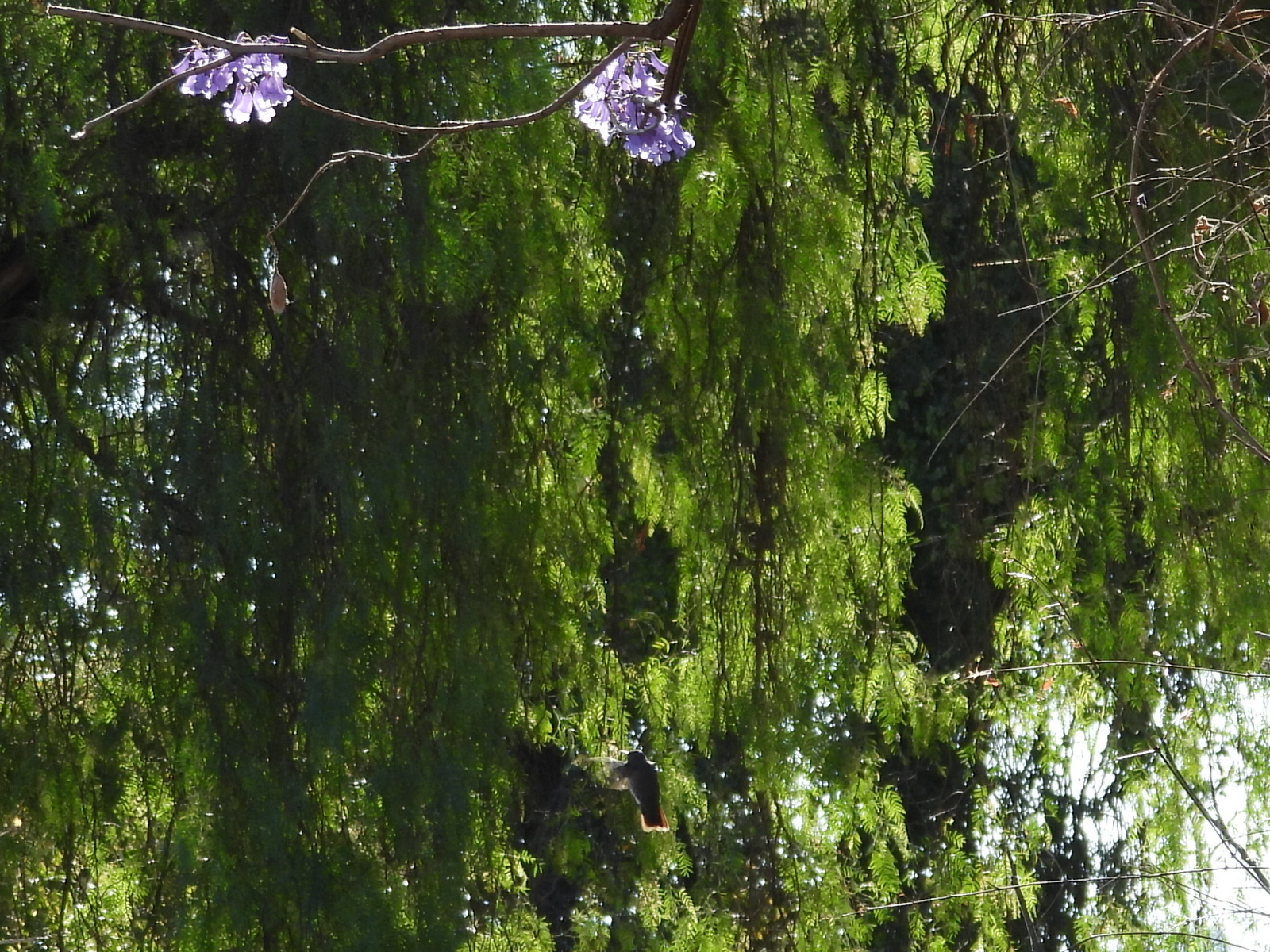 Peruvian Pepper Tree (Schinus molle)