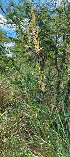 Sorghastrum setosum, 2026-03-20