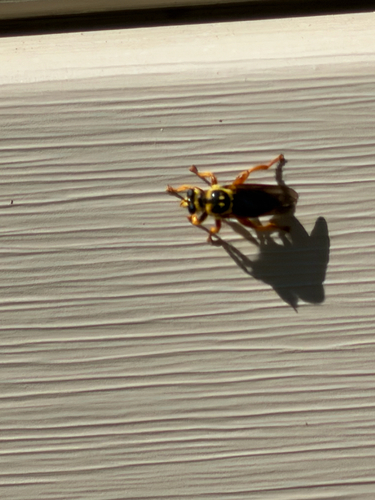 Unknown species found near Stovall Rd, Kokomo, MS, US