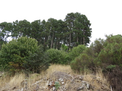 Pinus canariensis