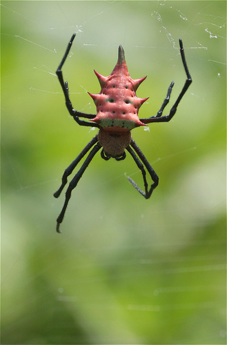 orb weavers