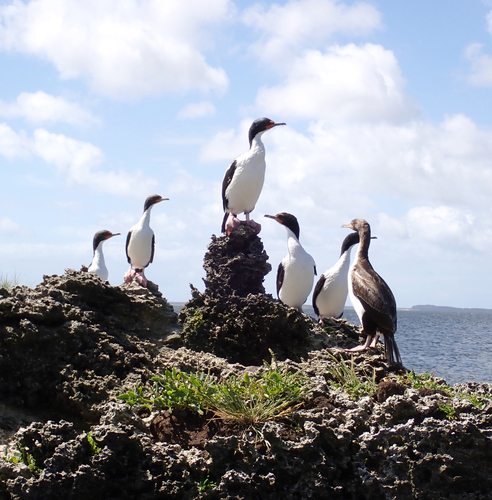 Chatham Shag (Leucocarbo onslowi), photo 9