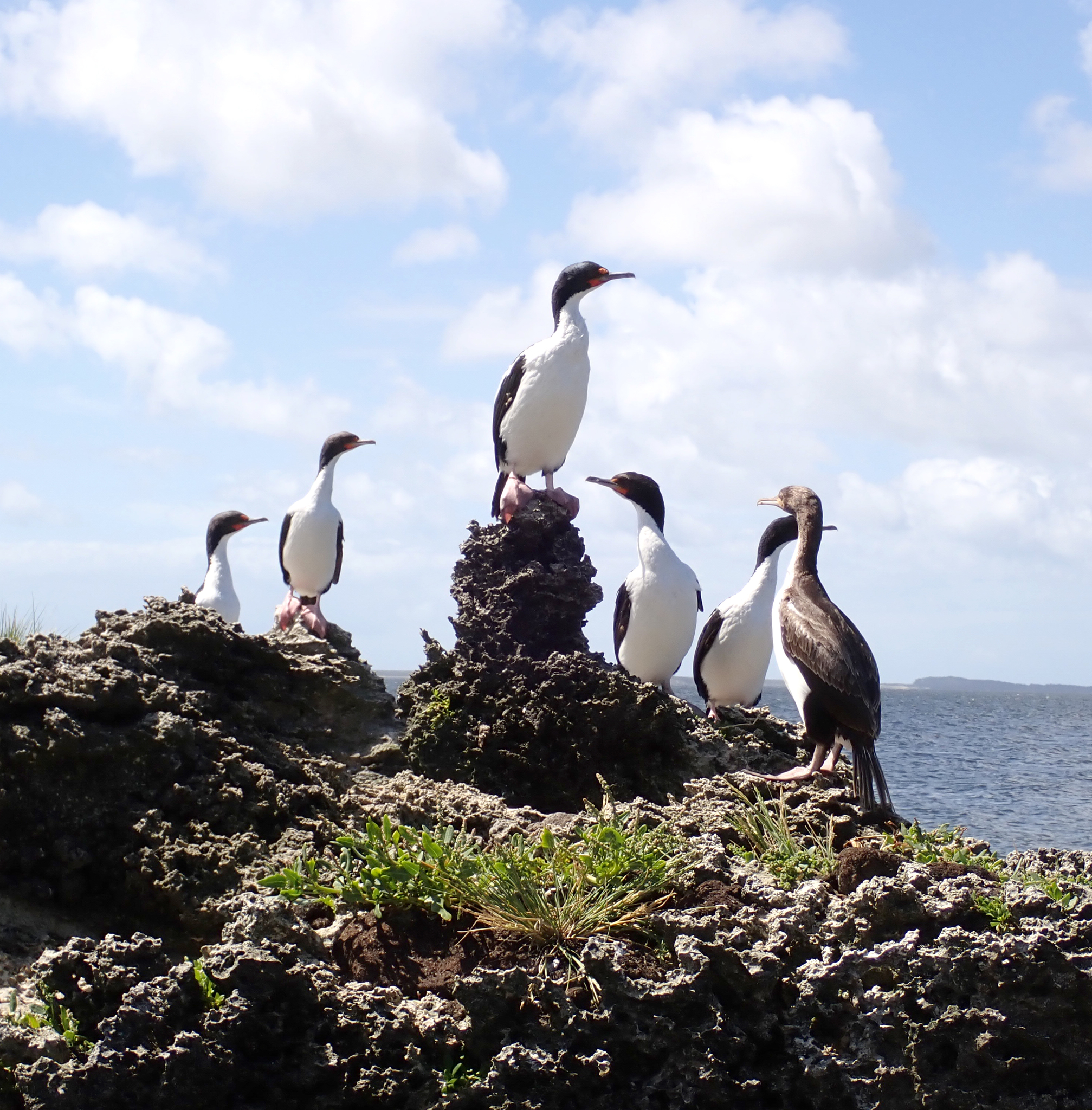 Chatham Shag (Leucocarbo onslowi), photo 10