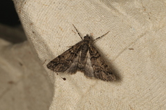 Lipogya exprimataria