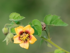 Abutilon hirtum