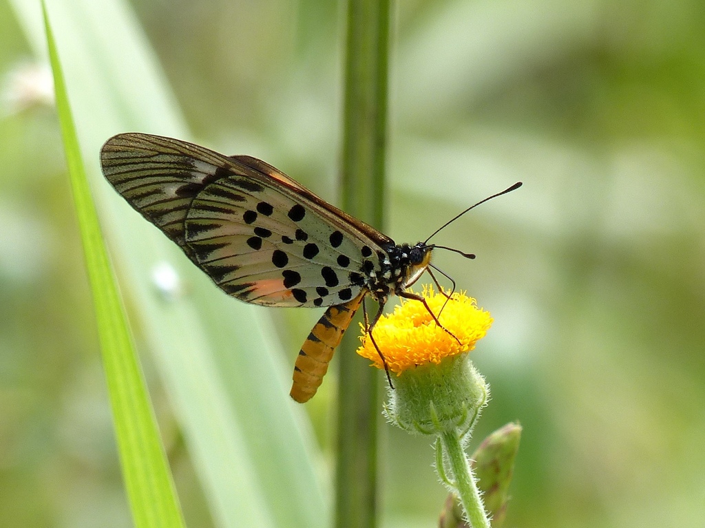 Acraea pharsalus