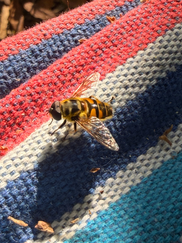 Unknown species found near College Ct, Union City, CA, US