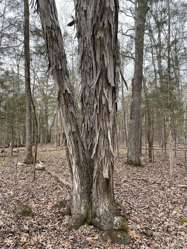 Carolina shagbark hickory