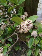 Skimmia