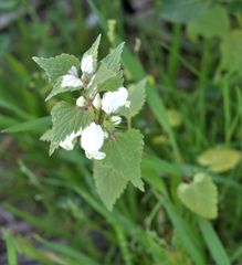 Lamium moschatum
