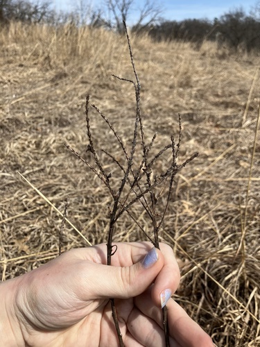 leadplant (Amorpha canescens)
