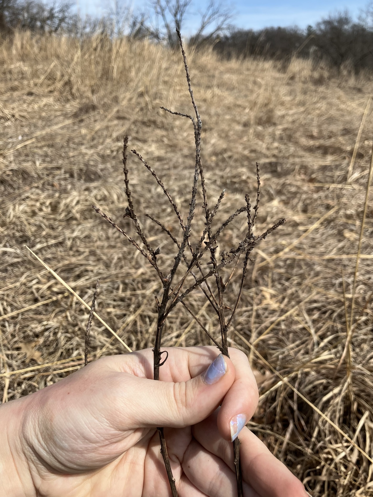 Leadplant (Amorpha canescens)