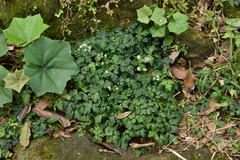 Sanicula lamelligera