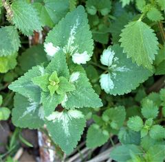 Lamium moschatum