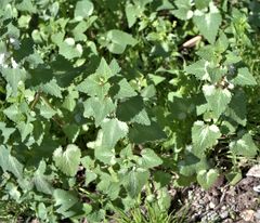 Lamium moschatum