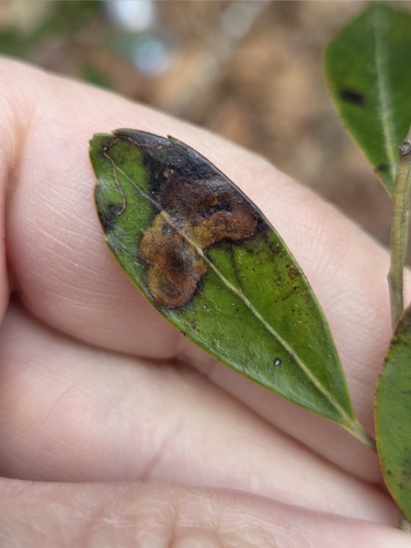 Unknown species found near Winslow Township, NJ, USA