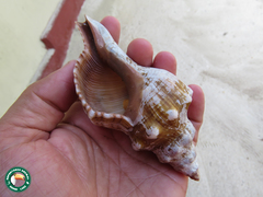 Pleuroploca trapezium