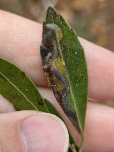 Unknown species found near Winslow Township, NJ, USA