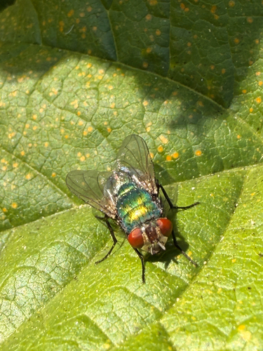 Unknown species found near College Ct, Union City, CA, US