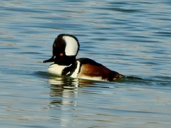 Lophodytes cucullatus