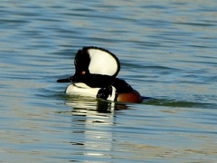 Lophodytes cucullatus