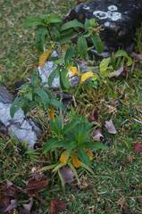 Cestrum oblongifolium