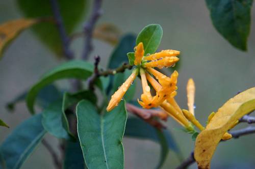 oblongleaf cestrum (Cestrum oblongifolium)