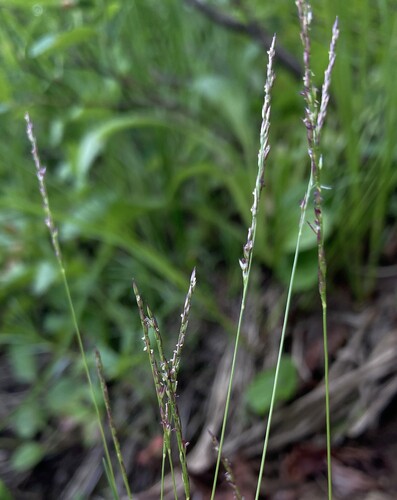 Agrostis variabilis observed 2025-08-09