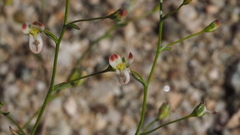 Nemacladus orientalis