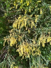 Acacia vestita