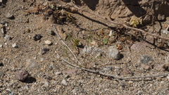 Nemacladus orientalis