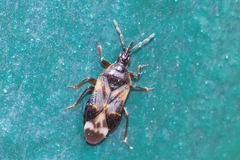 Anthocoris nemoralis