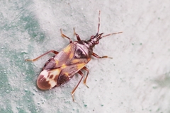 Anthocoris nemoralis
