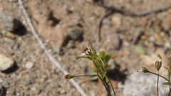 Nemacladus orientalis