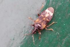 Anthocoris nemoralis