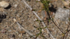 Nemacladus orientalis