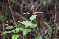 Notelaea venosa, photograph (c) Bryce Watts-Parker, some rights reserved (CC BY)