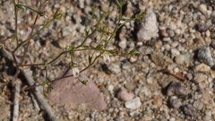 Nemacladus orientalis